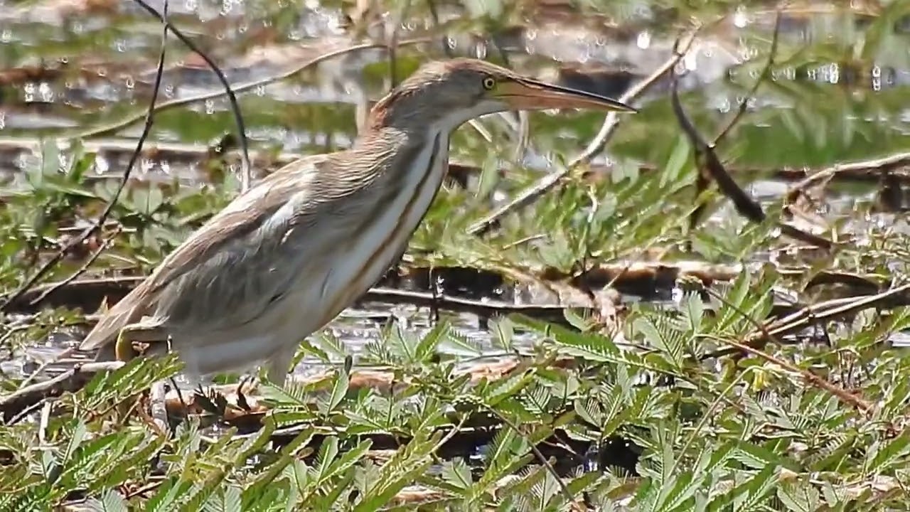 Yellow Bittern stalking and call - immature