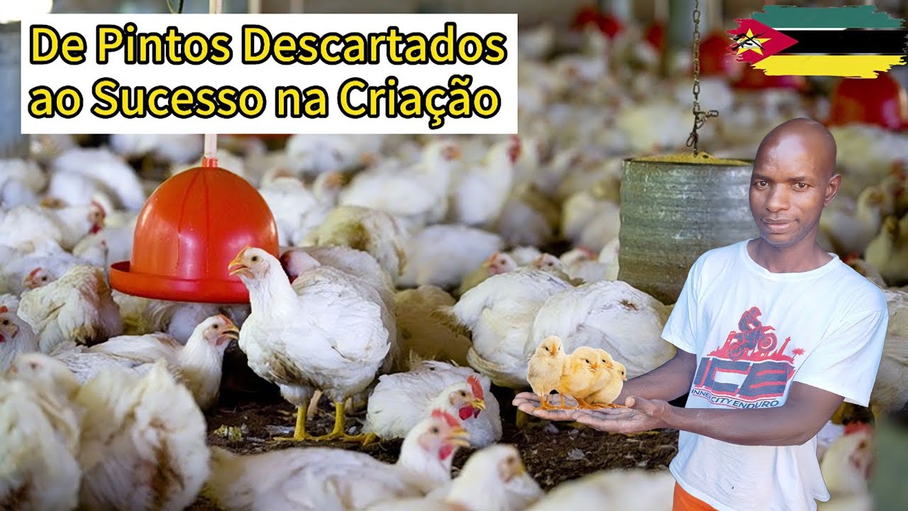 Conheça a História  Inspiradora  de um Jovem Criador de Frangos em Moçambique.