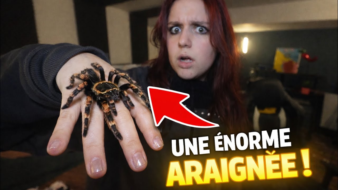 UNE ÉNORME ARAIGNÉE A VOULU NOUS PIQUER ! - PINK LILY