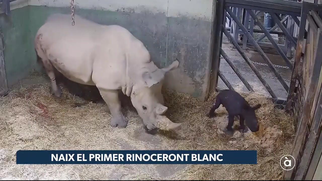 P. White Rhino PUP (from OC)【01】 P. White Rhino PUP (from OC)【01】 - メルカリ
