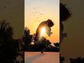 Pardesiya #Dance #ParamSundari