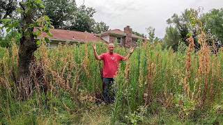I MOWED the WORST LAWN I've Ever Seen in 20 YEARS for FREE