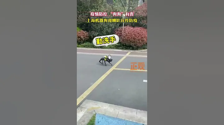 A Robot Dog Appeared in a Residential Area in Shanghai
