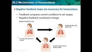 Bio CH 28 -  Human Systems and Homeostasis