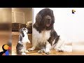 Bunny And Dogs Are The Best Of Friends - GIMLI & SAMWISE | The Dodo BEST FRIENDS DAY