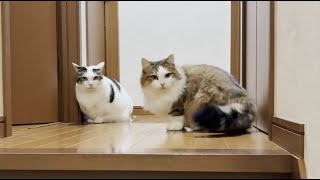 寝室に入りたいけど入れずちょっと悲しい気分になる猫