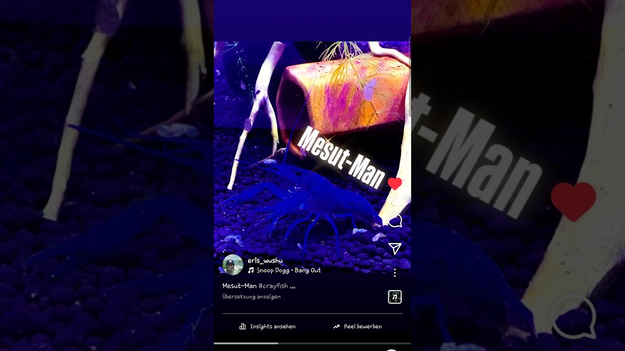 Mesut-Man the Crayfish 