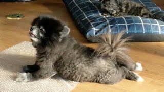 Adorable Dog Loves Popping Bubble Wrap