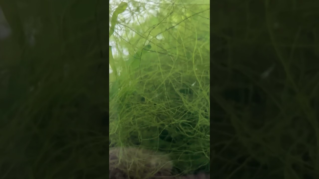 Translucent shrimp #translucent #shrimp #shrimps #fish #fishtank #aquarium #aquariumfish