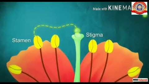 KRSMA#Standard  6 Basic Science  Part 4  Chapter 4 Flower To Flower