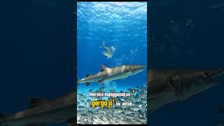 Mahkluk Aneh Dilaut ???#hewanimut #hewanlaut #hewanlucu #viral