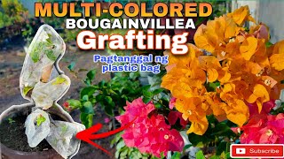 Bougainvillea Grafting |  Paano at kailan tatanggalin ang mga plastic covers