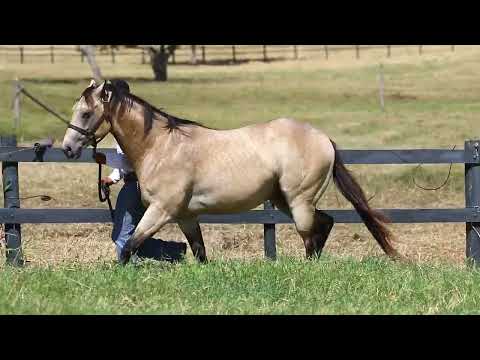 LOTE 44   ESTOURO MAY TIMES