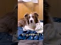 自分でお布団をかけて寝る犬が可愛すぎてニヤケが止まらないw【ボーダーコリー】#shorts