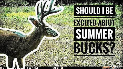 Finding SUMMER BUCKS Doesn't Guarantee They'll Be There in Season.