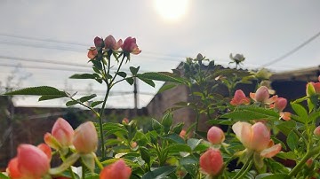 Tưới Nước Cho cây Hoa Hồng Vào Mùa Hè Như Thế Nào Cho Đúng