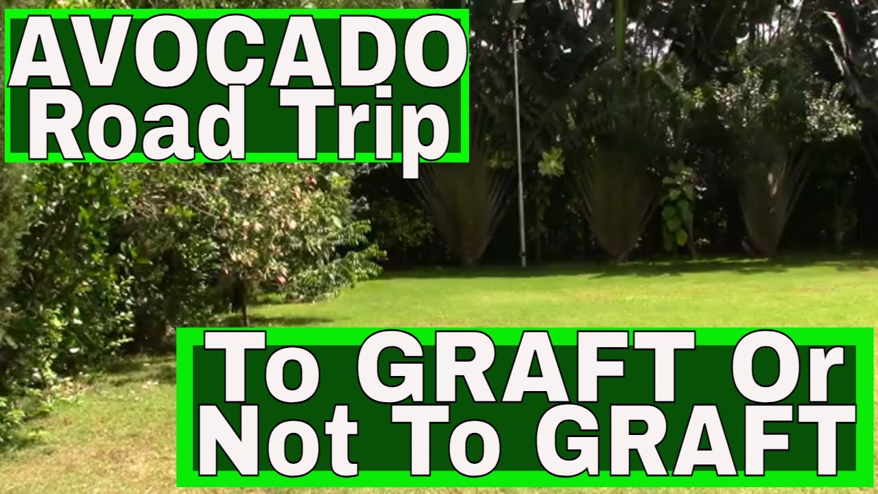 To GRAFT Or Not To GRAFT, That Is The QUESTION? AVOCADO Nursery Field Trip To Our WellFarm Neighbors