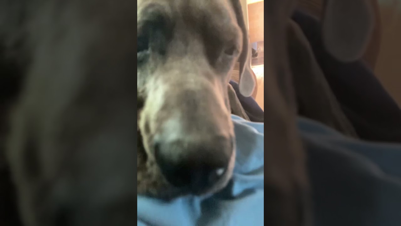 Grate Dane doggy’s