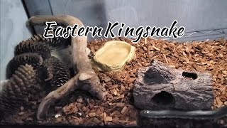 Eastern Black Kingsnake - Amazing Speed