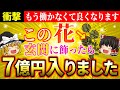 【✨超開運】この花を玄関に飾ると金運爆上げ！運気を上げる花と下げる花を徹底解説【ゆっくり解説】【スピリチュアル】