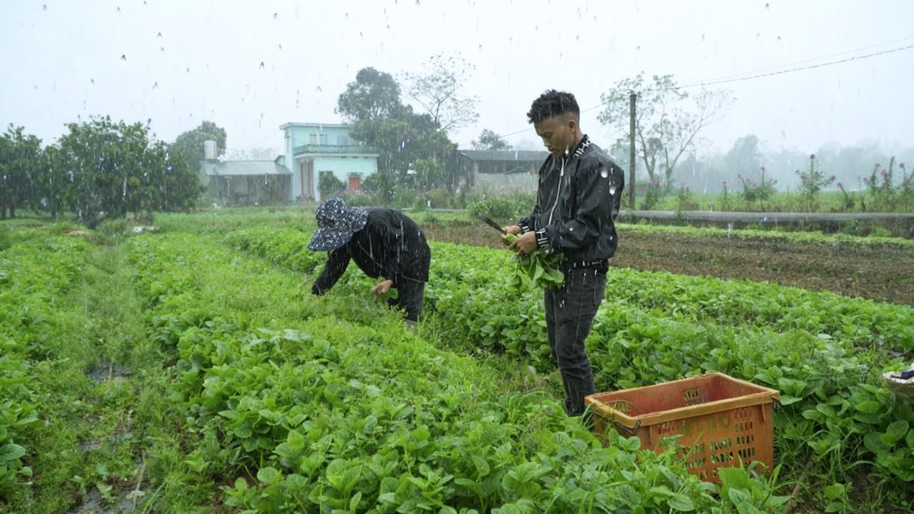 Под проливным дождем: Пао и Ха продолжали усердно работать, чтобы заработать деньги.