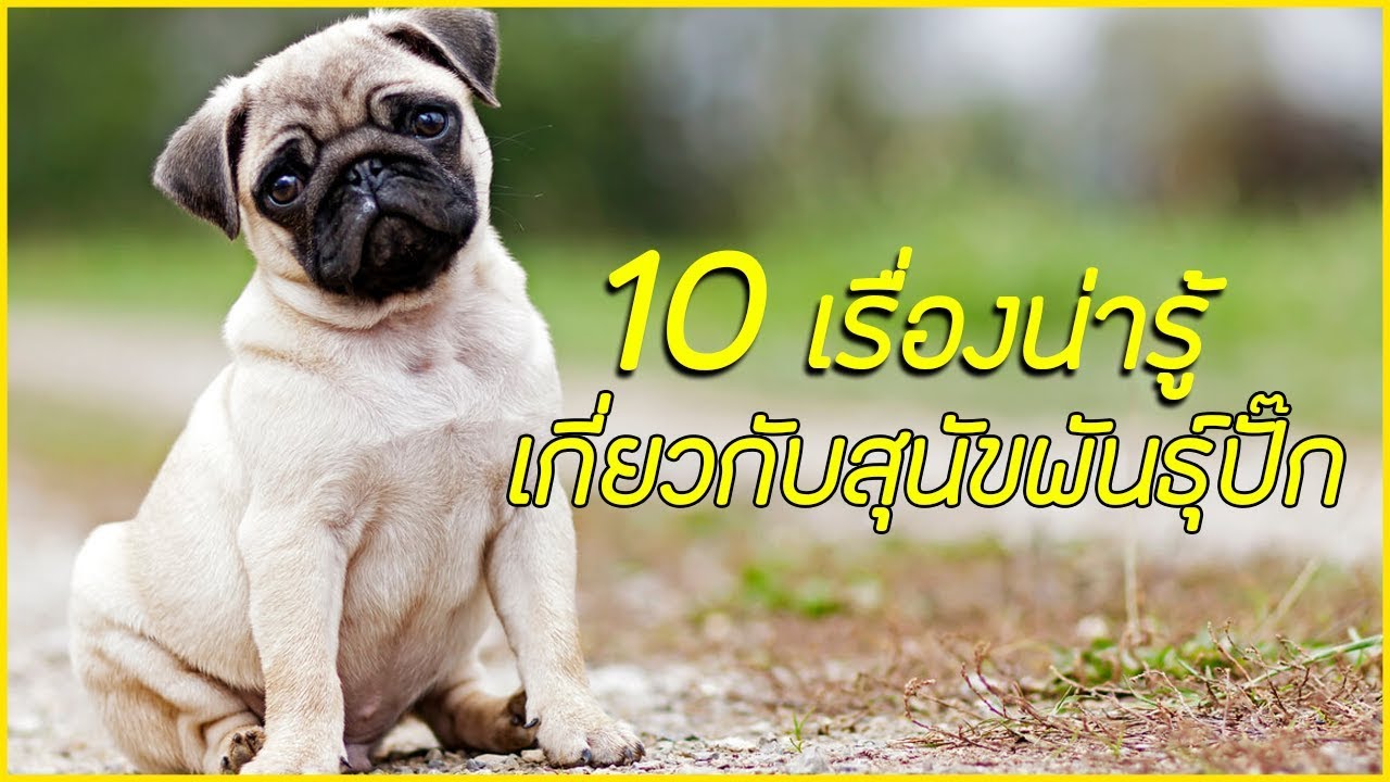 10 เรื่องน่ารู้เกี่ยวกับสุนัขพันธุ์ปั๊ก ที่ผู้เลี้ยงจำเป็นต้องรู้!!