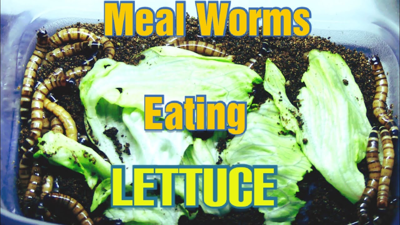 Hungry Meal Worms Eating Lettuce!!! YouTube