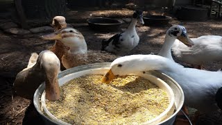 duck farming for eggs best duck breeds for eggs in cambodia