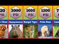 Animals Ranked By PSI Who Has The Strongest Bites
