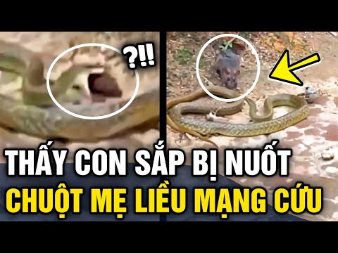 Video Thấy chuột con sắp bị rắn 'NUỐT CHỬNG', chuột mẹ liều... - youtube