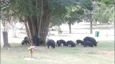 Family frustrated by response to wild hog invasion at Dallas cemetery