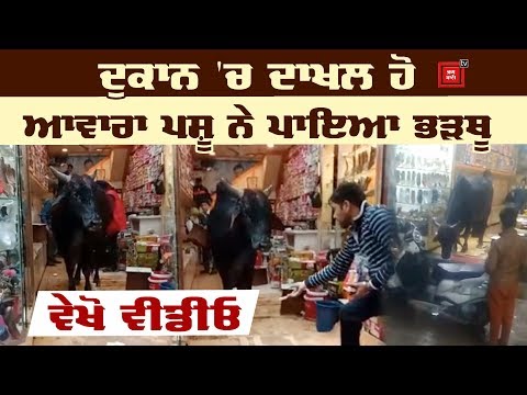 ਵੇਖੋ ਕਿਵੇਂ Shop `ਚ ਵੜ੍ਹੇ Bull ਨੇ ਸੁਕਾਏ ਸਾਹ