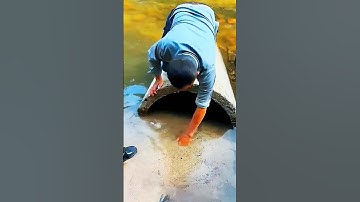 How To Catch Turtles 😱 #trending #turtle #fishing #shortvideo