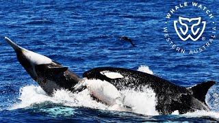 Killer Whale Hunt of a Strap-toothed Beaked Whale & Feeding