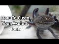 How To Clean Your Axolotl Tank (the RIGHT way)