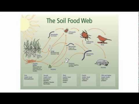 Biofermentati