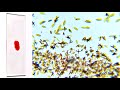 Hemoglobin and Hemin: Structure and Function