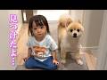 赤ちゃんとポメラニアンからストーカー被害に遭っています…