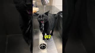 Seu Gato Bebe Água Errado #curiosidades #shots