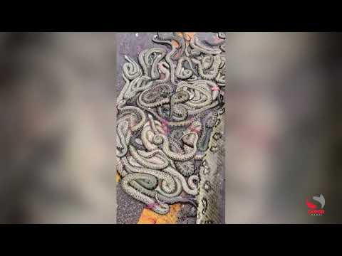 Vídeo de sucuri atropelada com vários filhotes no asfalto viraliza nas redes sociais