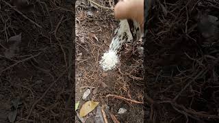 Salt ( kalluppu) can induce yield in coconut and mango