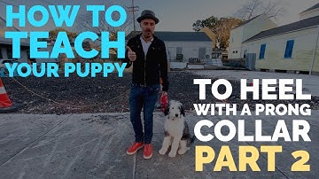 How To Teach Heel With A Prong - Part 2