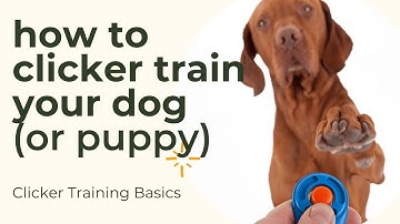 Clicker Training Basics - how to use a clicker to train your dog or puppy
