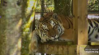This waiting for trick or treaters is a hard job. Dutchess tiger at Big Cat Rescue.