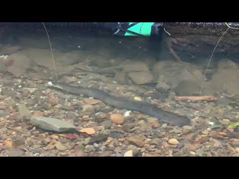 Eel catch!