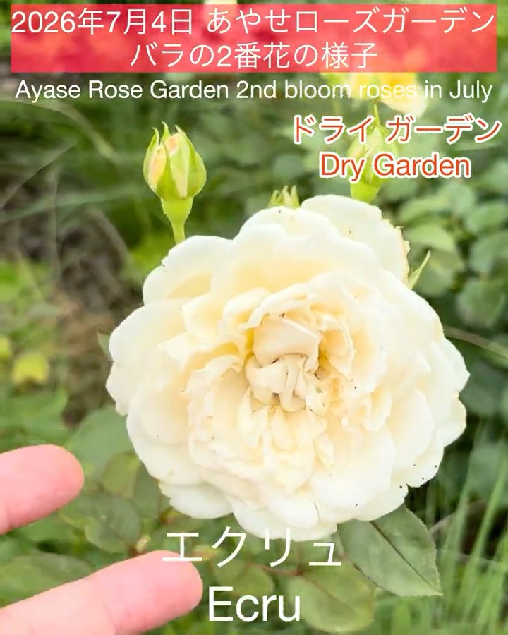 July 4, 2026 Ayase Rose Garden: Second Bloom of Roses] Ecru and