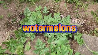 🍅🫑🍉🫐