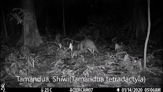 Tamandua, Shiwi Tamandua Tetradactyla