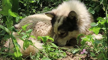 Chó bản địa Việt Nam/Tứ đại danh khuyển: Chó xù bắt ở bản của người H