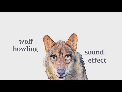 How A Wolf Howling Sounds / Sound Effect / Animation - YouTube